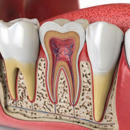 Illustrated cross-section of a tooth